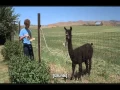 Napoleon Dynamite - Eat the Food