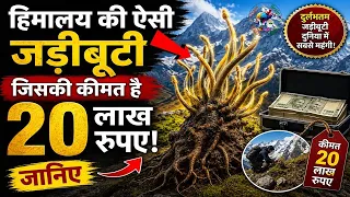 हिमालय की ऐसी जड़ीबूटी जिसकी कीमत है 20 लाख रूपए,जानिए.TrainYourBrain