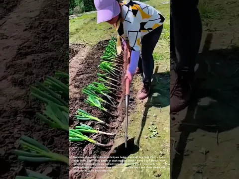 Planting Green Onions and Goose Eggs in Soil Trench
