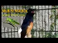 Download Lagu Murai batu. nembak walang kecrek...
