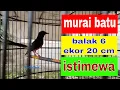 Lagu murai batu balak 6 istimewa ekor 20 cm