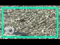 A brief history of red tide in Florida