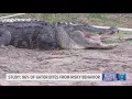Alligator attack in Florida Study says 96 of gator bites stem from risky behavior