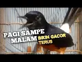 Download Lagu MURAI BATU GACOR bikin Lawan Emosi jadi NYAUT BUNYI BONGKAR MATERI ISIAN Ampuh buat PANCINGAN MURAI 