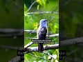 Download Lagu Tampilan Dan Suara Burung Kedasih Dewasa #suaraburung