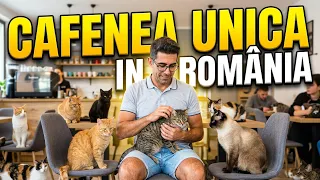 Acest loc este unic în Romania - Cafeneaua "La Mâțe" - peste 100 de pisici te așteaptă aici!
