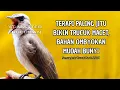 Lagu Trucukan GACOR ngalas ROPEL PANJANG suara alam AMPUH buat pancingan jadikan trucuk Gacor GARUDA