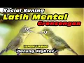 Download Lagu Gronsengan Kecial Kuning Latih Mental #kecialkuninggacor #kecialkuning #lombakecialkuning
