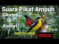 Mp3 pikat  sikatan dan Kolibri