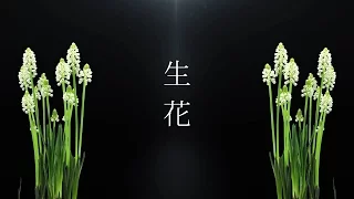 生花/花たん