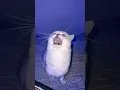 Download Lagu Smart Singing Cat!