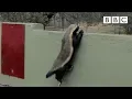 Download Lagu Stoffel, the honey badger that can escape from anywhere! - BBC