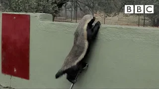 stoffel the honey badger that can escape from anywhere bbc