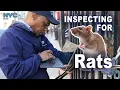 Inside NYC Rat Inspections Responding to 311 Complaints