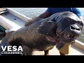 Is the Algerian Gorilla Fish real