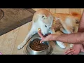 Download Lagu With a little help, Suki decided to eat. That's a good sign
