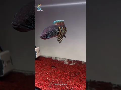 دائما عابثة 😅تشاننا أورانتيماكولاتا (Channa aurantimaculata) 2🐠
