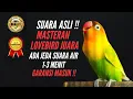 Download Lagu SUARA ASLI !! MASTERAN LOVEBIRD NGEKEK PANJANG !! JEDA AIR 1-3 MENIT !! GARANSI MASUK !! TANPA IKLAN