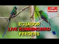Live Hummingbird Feeders at Sachatamia Lodge in Ecuador