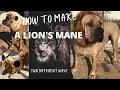 How to make a Lions mane two different ways with elastic and velcro His tail and attaching ears