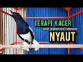 Download Lagu kacer gacor NGEPLONG TARUNG ini paling AMPUH buat PANCINGAN KACER agar EMOSI