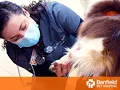Banfield Pet Hospital VET Report Implementing Quality Improvements in Vet Med Feature
