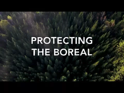 Boreal Forest (Taiga): Location, Climate, Plants and Animals - Conserve  Energy Future