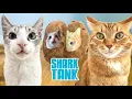 My Cats Try Every Shark Tank Cat Product