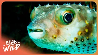 The World's WEIRDEST Sea Creatures Live Here... | The Red Sea