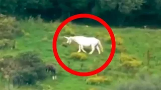 unicorns caught on camera u0026 spotted in real life