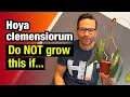Download Lagu Hoya collection: Meet Hoya clemensiorum - what's the ONLY thing I don't love about this veiny Hoya?
