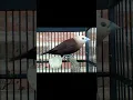 Download Lagu suara pikat burung piit kaji/bondolan/emprit/peking super ampuh buktikan sendiri