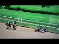 New York Thunder breaks leg at Saratoga is euthanized