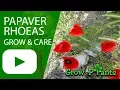 Papaver rhoeas - grow care eat Corn poppy