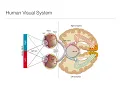 Introduction to Psychology 3 3 Sensation and Perception - Vision