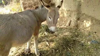 super murrah donkey meeting first time video 2019 hd animal meeting