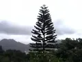 聽風的歌