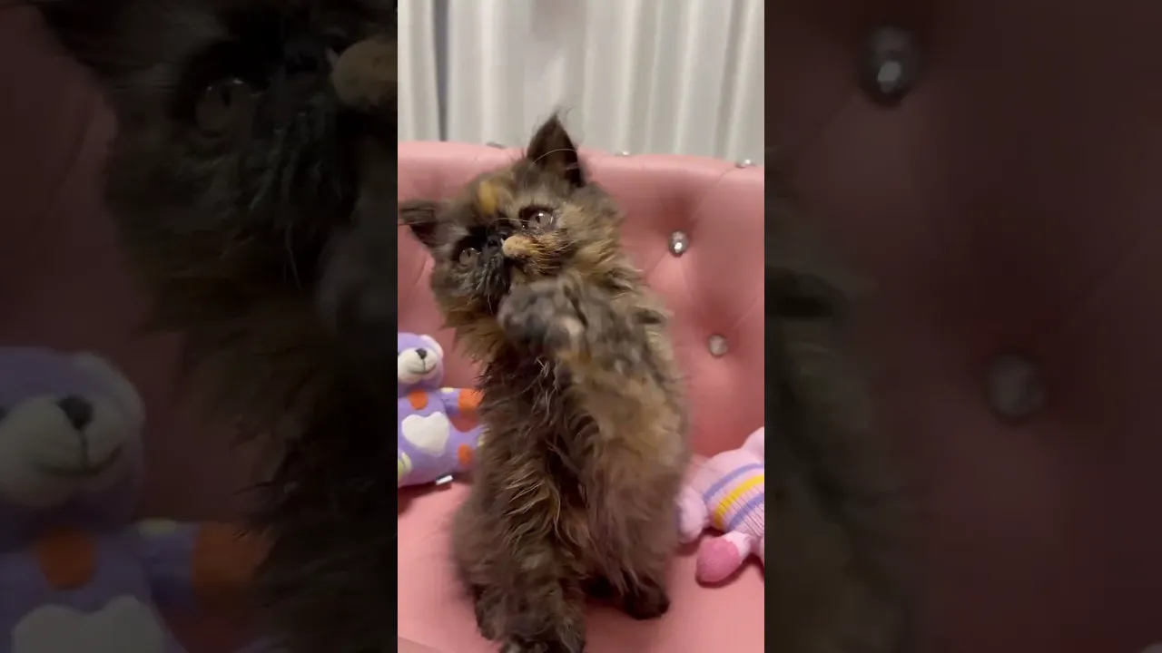 動画