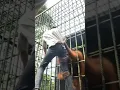 Download Lagu orang utan ngamuk, menyeranh warga #orangutan #viral #viralvideo #hewan #ngamuk
