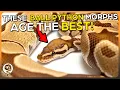 These are 5 of the Best Aging Ball Python Morphs