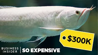 Download Why Dragon Fish Are So Expensive | So Expensive MP3