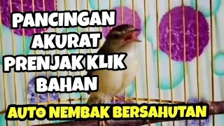 Download Ciblek sawah gacor nembak nembak bikin ciwah bahan auto nembak bersahutan MP3