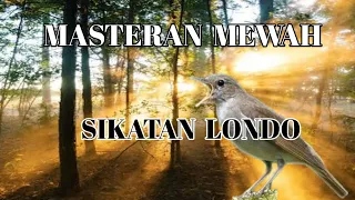 masteran sikatan londo suara jernih audio jeda beberapa detik