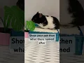 Download Lagu Show your pet then what they are named after #dj #sprinkle#hamster