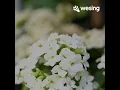 Download Lagu @WeSingApp Cover lagu Tugiman