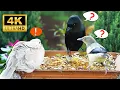 Download Lagu Cat TV for Cats to Watch 😸 Cute Chipmunks , Birds \u0026 Squirrels in garden🕊️🐿️ Videos for Cats 4K HDR