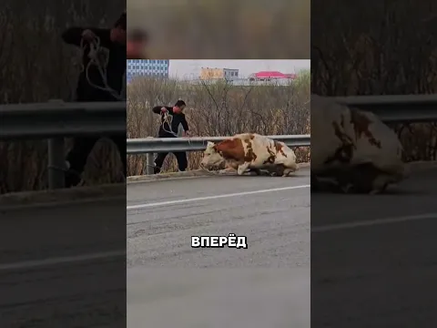 Корова атаковала машины НА ТРАССЕ😱🔥🐄