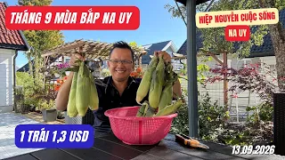 Tháng 9 Mùa Bắp Na Uy, 13.09.2026