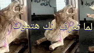 الراجل يقرب منى الجمل اتجنن لما عرف انو هيدبح ملحوظه الجمل اتاكل و اتهضم 