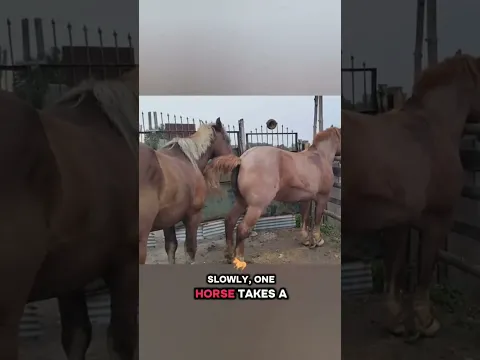 #horsemating#trend#shorts#fyp#equestrian#asmr#cartoon#pets#comedy